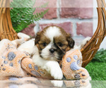 Small #6 Shih Tzu