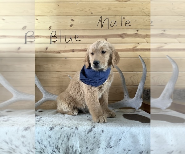 Medium Photo #1 Golden Retriever Puppy For Sale in WESTCLIFFE, CO, USA