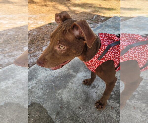 Medium Photo #5 Labrador Retriever-Unknown Mix Puppy For Sale in Sanford, FL, USA