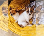 Small #6 Chihuahua