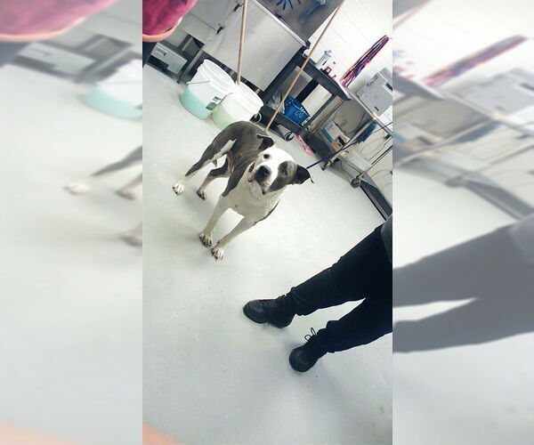 Medium Photo #1 Mutt Puppy For Sale in Fayetteville, NC, USA