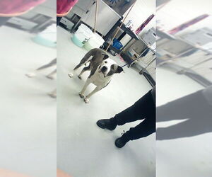 Mutt Dogs for adoption in Fayetteville, NC, USA