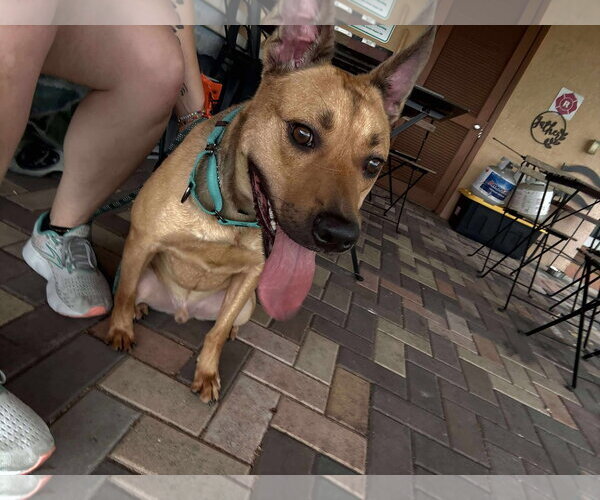 Medium Photo #9 Labrador Retriever-Unknown Mix Puppy For Sale in Pompano Beach , FL, USA