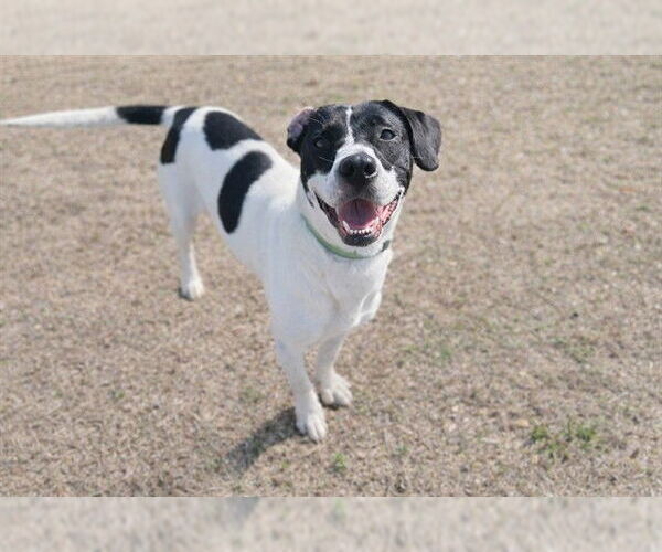 Medium Photo #2 Pointer-Unknown Mix Puppy For Sale in Ocala, FL, USA