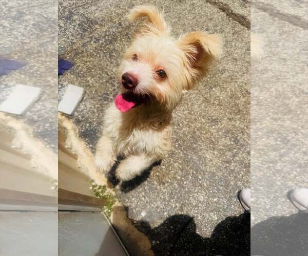 Medium Photo #10 Mutt Puppy For Sale in Houston, TX, USA