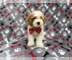 Small #8 Cockapoo (Miniature)