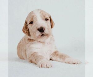 Goldendoodle Puppy for sale in FARMVILLE, VA, USA