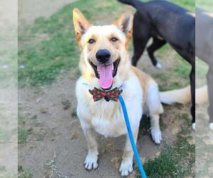 German Shepherd Dog Dogs for adoption in Long Beach, CA, USA