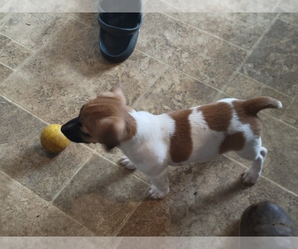 Medium Photo #4 Russell Terrier Puppy For Sale in MARSHVILLE, NC, USA