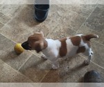Small #3 Russell Terrier