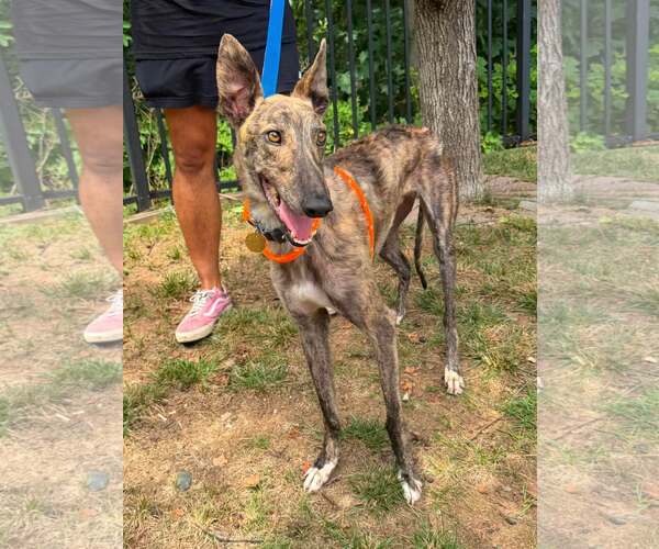 Medium Photo #3 Greyhound Puppy For Sale in Cherry Hill, NJ, USA