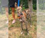 Small #2 Greyhound