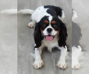 Cavalier King Charles Spaniel Puppy for sale in CARLISLE, KY, USA