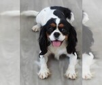 Image preview for Ad Listing. Nickname: Hazel