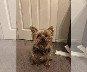 Mutt Dogs for adoption in Spring, TX, USA
