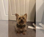 Small Mutt