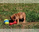 Small #1 English Bulldog