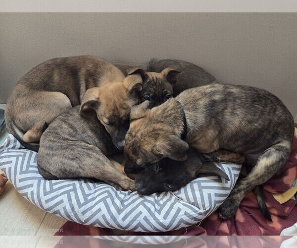 Medium Photo #3 Mutt Puppy For Sale in Brooklyn Center, MN, USA