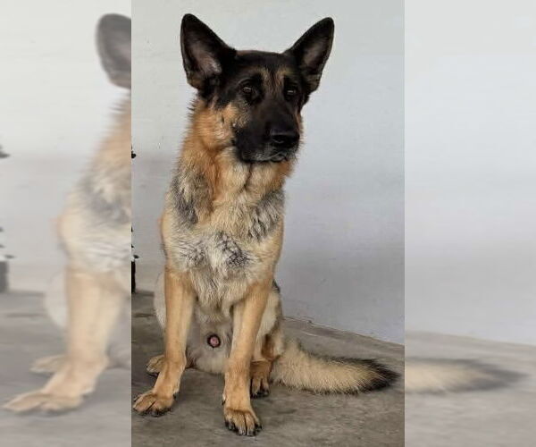 Medium Photo #1 German Shepherd Dog Puppy For Sale in Plantation, FL, USA