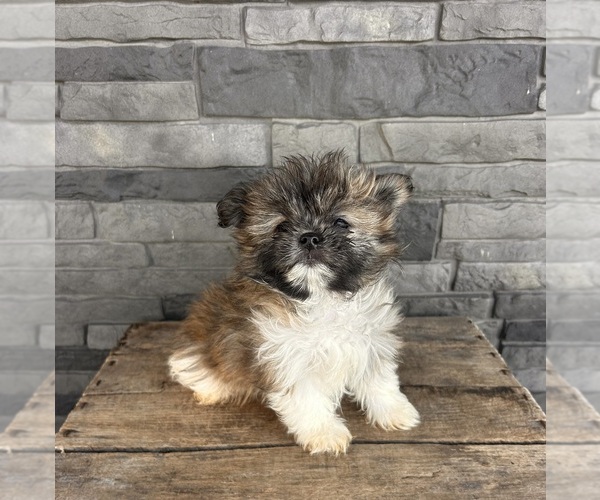 Medium Photo #5 Shiranian Puppy For Sale in MIDDLEBURY, IN, USA