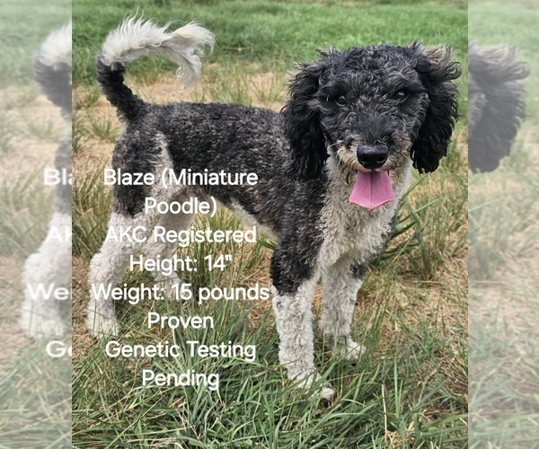 Medium Photo #1 Aussie-Poo-Aussiedoodle Mix Puppy For Sale in TAYLOR, TX, USA