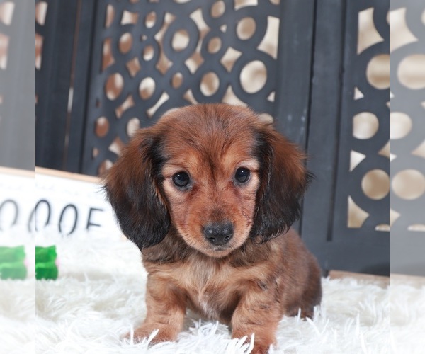 Medium Photo #1 Dachshund Puppy For Sale in MOUNT VERNON, OH, USA