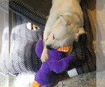 Small #8 Great Pyrenees Mix