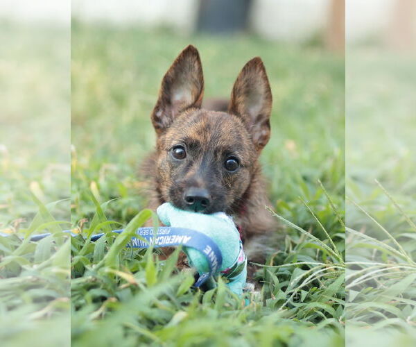 Medium Photo #4 Mutt Puppy For Sale in Philadelphia, PA, USA