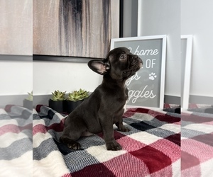 French Bulldog Puppy for sale in FRANKLIN, IN, USA