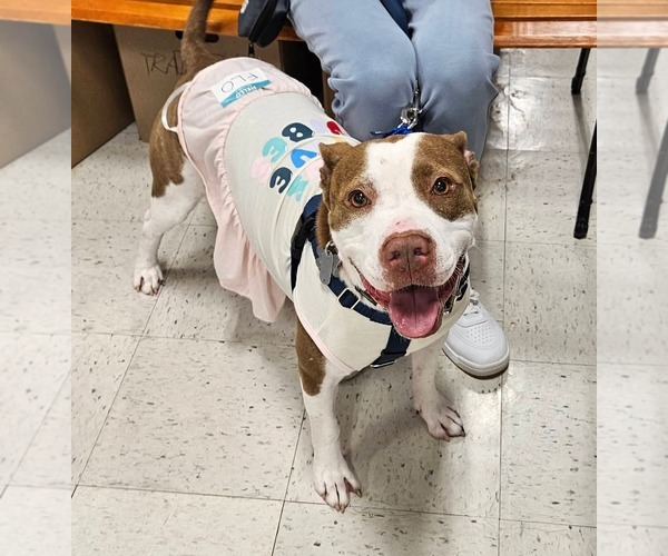 Medium Photo #5 American Staffordshire Terrier-Unknown Mix Puppy For Sale in Holly Springs, NC, USA