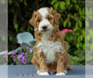 Goldendoodle (Miniature) Puppy for sale in EAST EARL, PA, USA