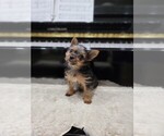 Small Photo #2 Yorkshire Terrier Puppy For Sale in SACRAMENTO, CA, USA