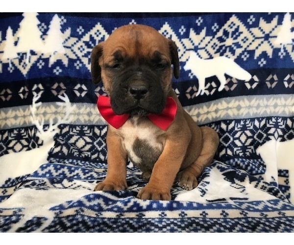 Medium Photo #1 Boerboel Puppy For Sale in CHRISTIANA, PA, USA