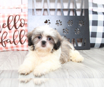 Small Photo #5 Shih Tzu Puppy For Sale in MARIETTA, GA, USA