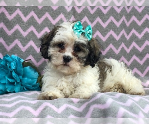 Medium Photo #17 Zuchon Puppy For Sale in LAKELAND, FL, USA