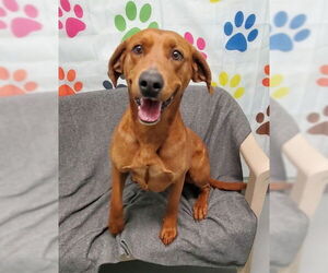 Redbone Coonhound Dogs for adoption in Lake City, MI, USA