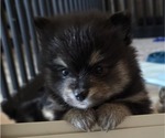 Puppy Misty Pomeranian