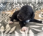 Puppy Puppy 7 Poodle (Standard)
