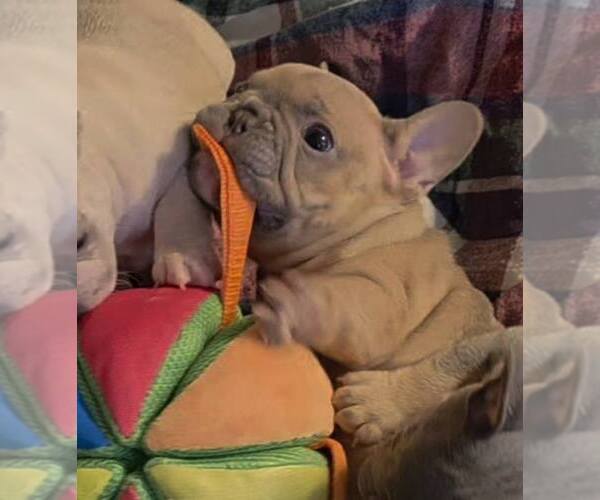 Medium Photo #1 French Bulldog Puppy For Sale in BOSTON, KY, USA