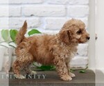 Small #4 Goldendoodle (Miniature)