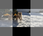 Small Photo #2 Pomeranian-Pomsky Mix Puppy For Sale in BOSTON, MA, USA
