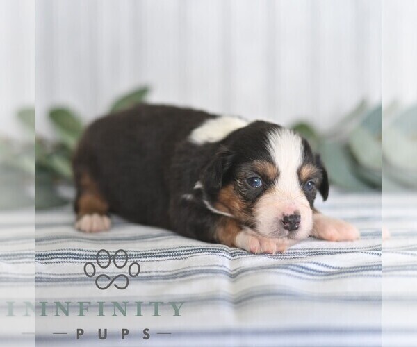 Medium Photo #4 Miniature Australian Shepherd Puppy For Sale in REBERSBURG, PA, USA