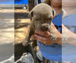 Bull Terrier-Neapolitan Mastiff Mix Puppy for sale in COLFAX, CA, USA