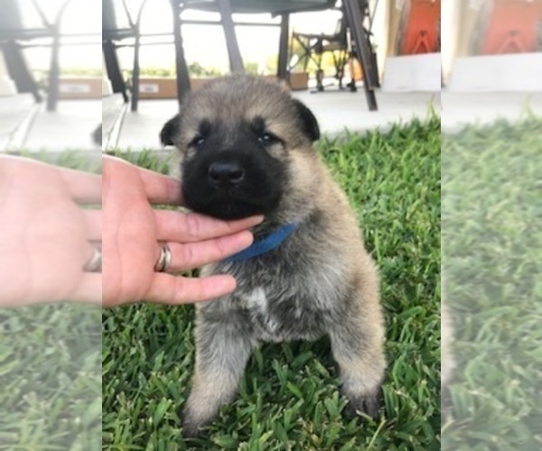Medium Photo #5 German Shepherd Dog Puppy For Sale in ROSHARON, TX, USA