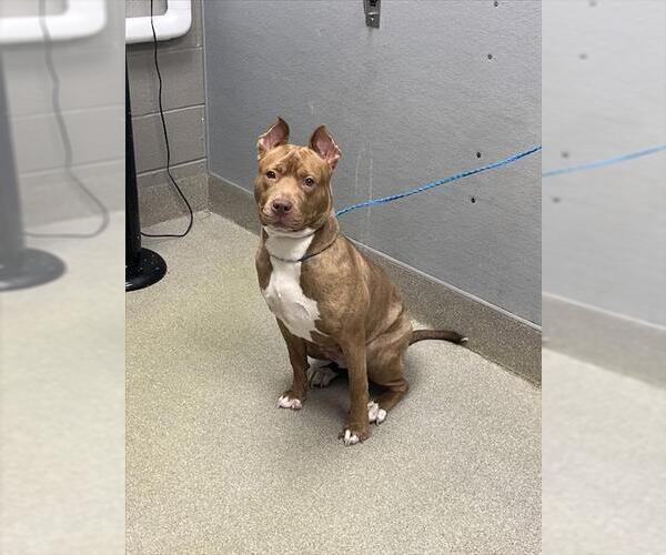 Medium Photo #1 Mutt Puppy For Sale in Las Vegas, NV, USA