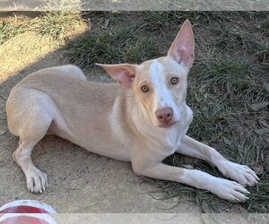 261487  Lime Chiffon - Female American Pit Bull Terrier-Unknown Mix Dog for Adoption - Photo #2