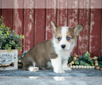Small #2 Pembroke Welsh Corgi