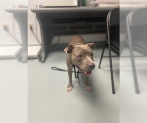 Mutt Dogs for adoption in St. Cloud, FL, USA
