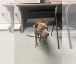 Small Mutt
