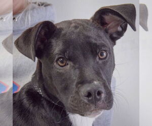 Labrottie Dogs for adoption in Huntley, IL, USA